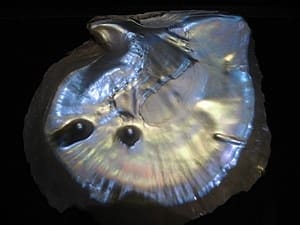 What Makes Pearls Precious? 10 Pinctada Maxima Oyster - Why are Pearls Precious
